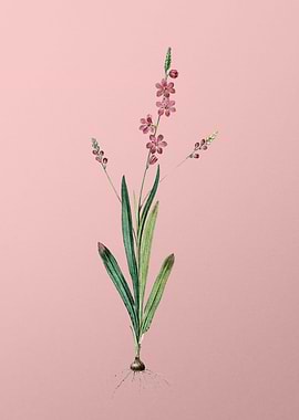 Ixia Scillaris on Pink