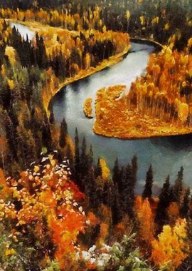 Autumn colored forest