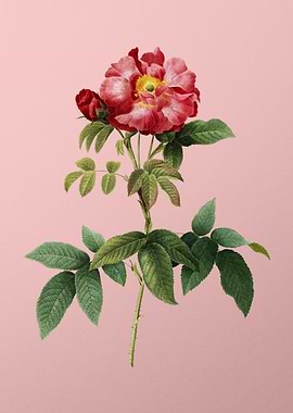 Blooming Provins Rose