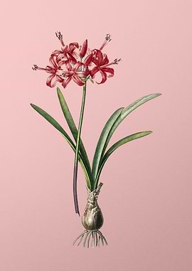 Guernsey Lily on Pink