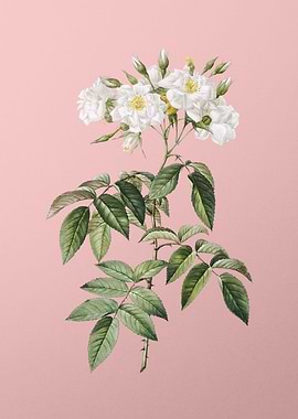 Blooming Musk Rose