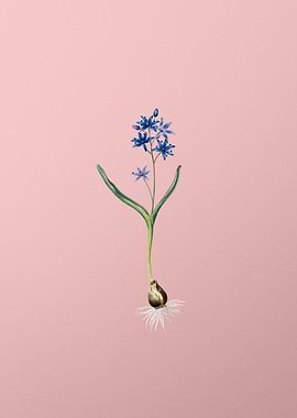 Alpine Squill Flower Pink