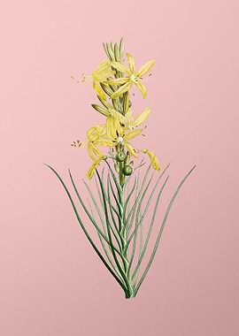 Blooming Yellow Asphodel