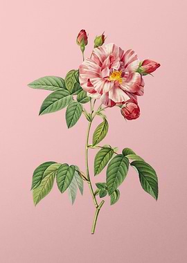 Variegated French Rose