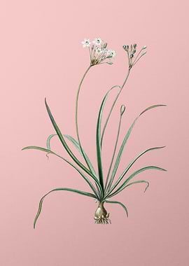 Allium Fragrans on Pink