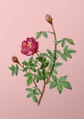 Blooming Moss Rose on Pink