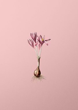 Autumn Crocus Flower Pink