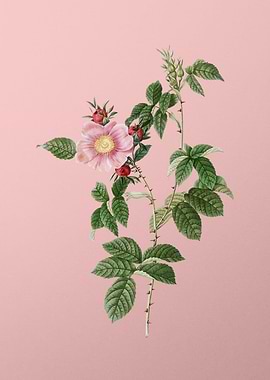 Big Flowered Dog Rose