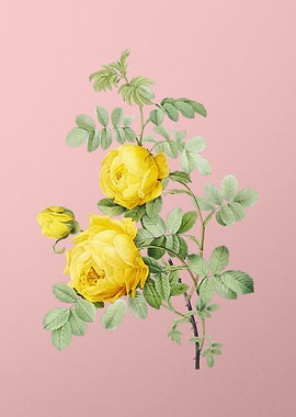 Vintage Sulphur Rose