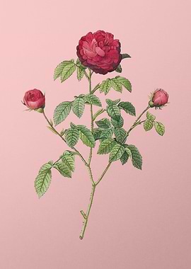 Agatha Rose in Bloom