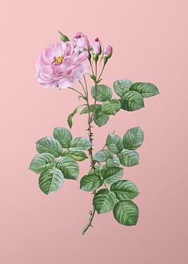 Blooming Damask Rose