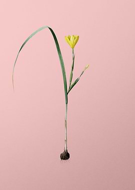 Cape Tulip Flower on Pink