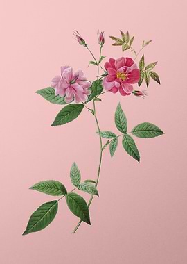 Blooming Hudson Rosehip