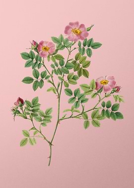 Blooming Rose Corymb