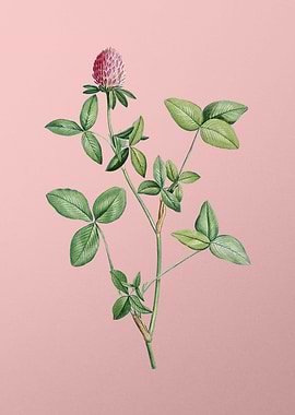 Blooming Pink Clover