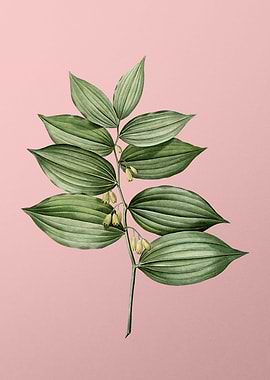 King Solomons Seal on Pink