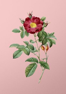 Blooming Red Portland Rose