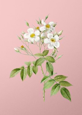 Blooming Musk Rose on Pink