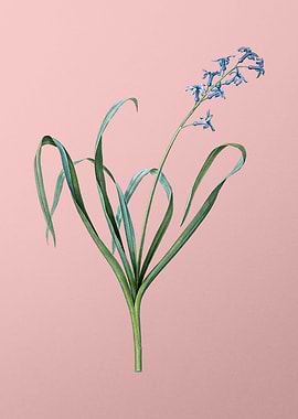 Dutch Hyacinth on Pink