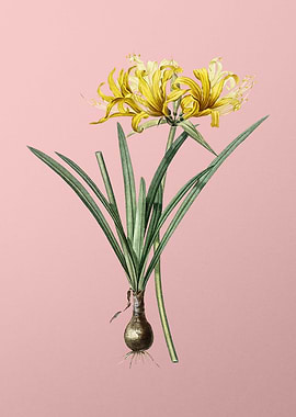 Golden Hurricane Lily