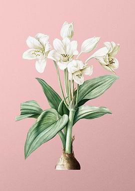 Crinum Giganteum on Pink