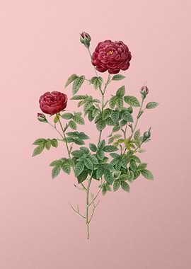 Burgundy Cabbage Rose