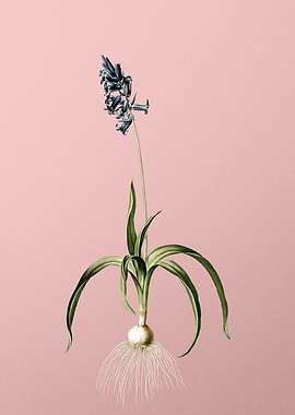 Common Bluebell on Pink