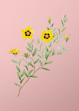 Vintage Rosa Persica