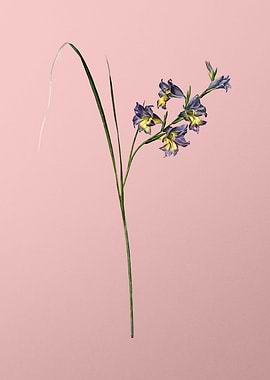 Gladiolus Ringens on Pink