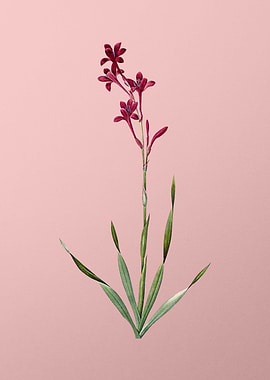 Bugle Lily Flowers on Pink