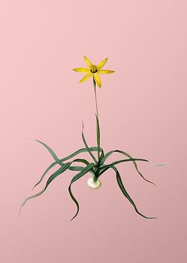 Hypoxis Stellata on Pink