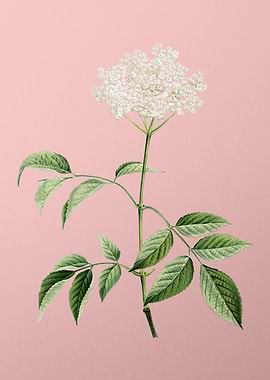 Blooming Elderflower Tree