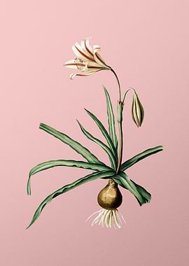 Amaryllis Broussonetii