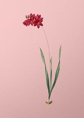 Ixia Filiformis on Pink