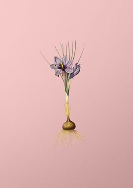 Crocus Sativus on Pink
