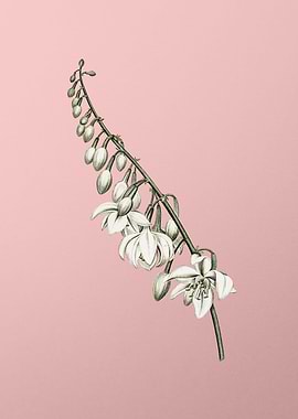 Giant Cabuya on Pink