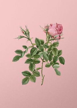 Dwarf Damask Rose on Pink