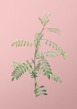 Flowering Indigo Plant