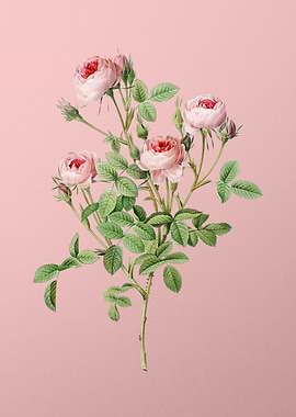 Blooming Burgundian Rose