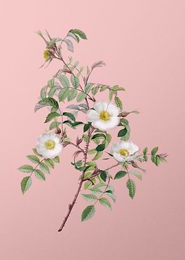 Blooming Reddish Rosebush