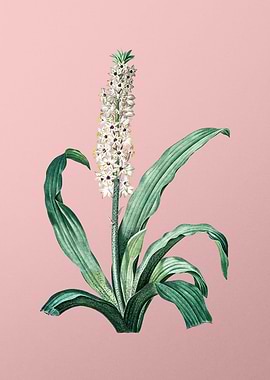 Eucomis Punctata on Pink