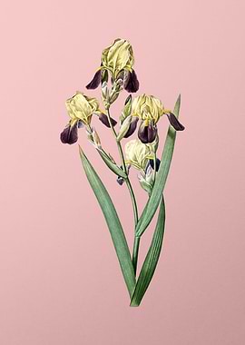 Elder Scented Iris on Pink