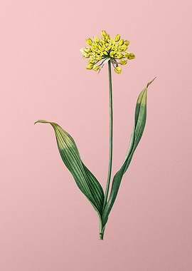 Golden Garlic on Pink