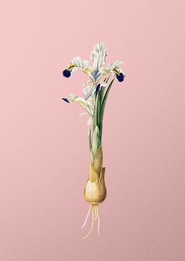 Iris Persica on Pink