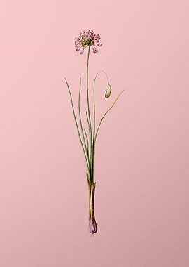 Autumn Onion on Pink