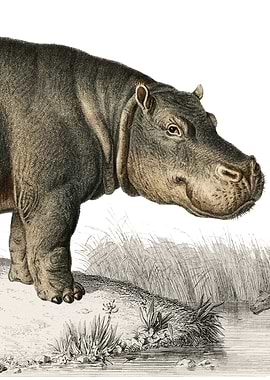 Hippopotamus illustration