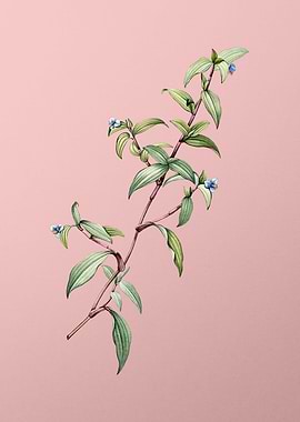 Birdbill Dayflower on Pink