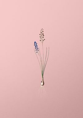 Autumn Squill on Pink