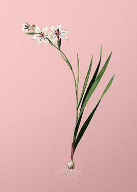 Gladiolus Flower on Pink