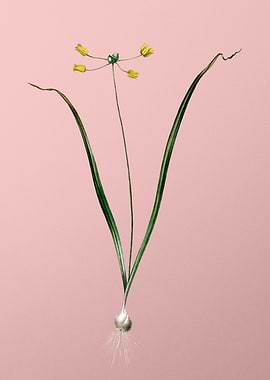 Allium Scorzonera Folium